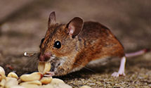 24 Hour & Emergency Exterminators in Bridgewater, MA